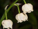 Lily of the valley